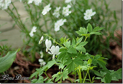 BleedingH_Dicentra_Alba