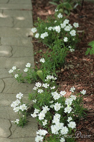 [Candytuft_Walkway[9].jpg]