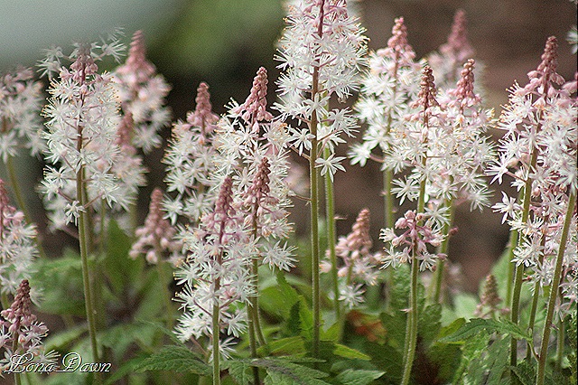 [Tiarella_SrpingSymphony_Apr27[9].jpg]