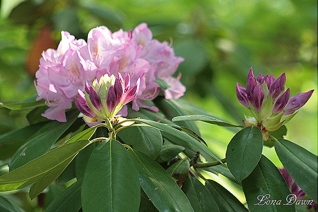 [Rhododendron3_PJM9.jpg]