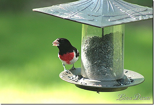 Rose_Breasted_Grossbeak