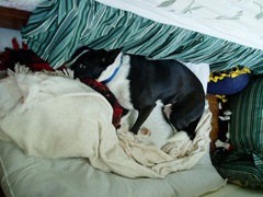 [Sick Roxie[3].jpg]