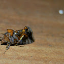 Golden Twin-spot (Tomato Looper)