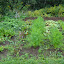 DSCN0509.jpg DSCN0509.jpg