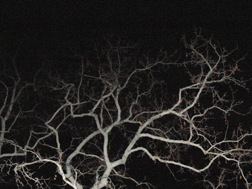 Sycamore at Night by Lauraven