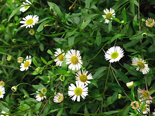 Different+types+of+daisies+pictures