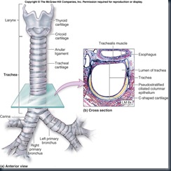 Trachea Anatomy