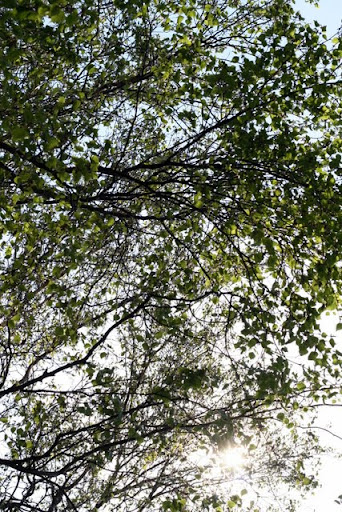 Aurinko paistoi koivujen läpi