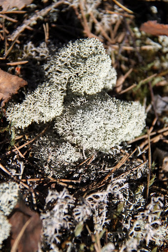 Palleroporonjäkälä