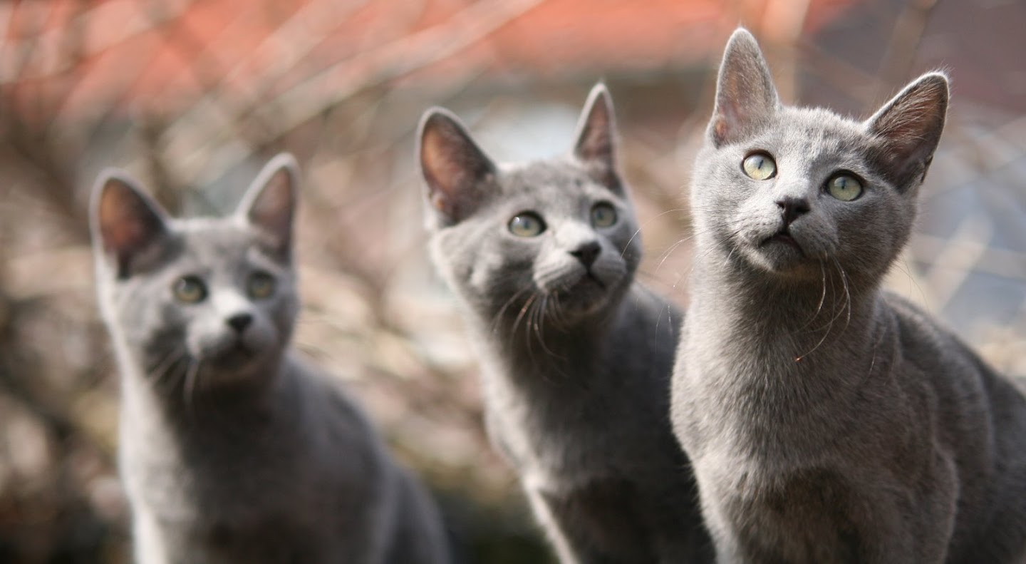 photo contest - Winter 2009- Your favorite (Nebelung)photo IMG_4868