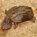 Mata mata