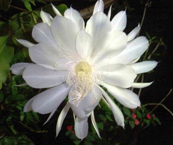 dama da noite