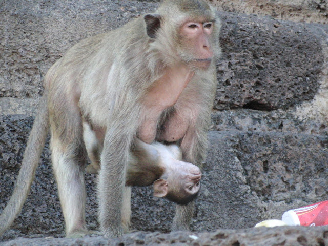 Baby monkey gets a ride