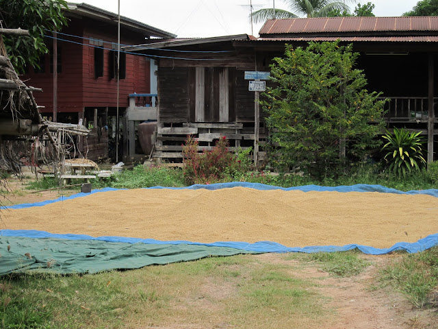 Rice harvest