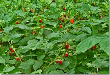 rasberry bushes rasberry bushes