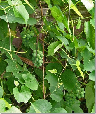 grapes grapes