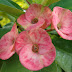 Another flower-closeup