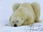 [Orso polare[7].jpg]