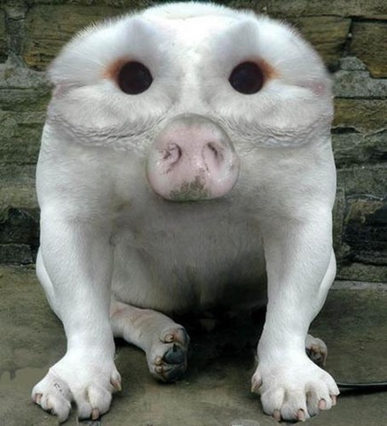 [AnimaliStrani68[3].jpg]