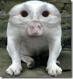 AnimaliStrani68