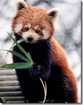 Panda Rosso