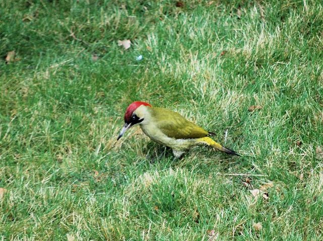 [Green Woodpecker[5].jpg]