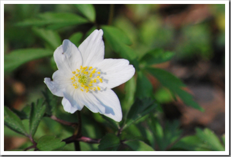 Wood Anemone Wood Anemone