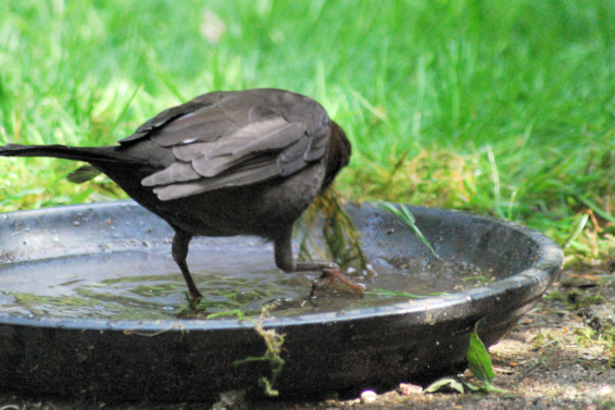 [Female blackbird soaking building material[4].png]