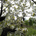 Im Kirschbaum