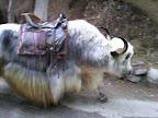 Manali