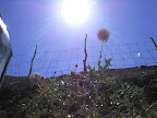 Vipassana-Kurs im Gipsy Camp