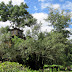 Baumhaus