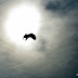 Sonnenadler