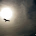 Segelflug