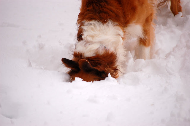 http://lh3.ggpht.com/_ehe-zMntaf0/S3200PCFaPI/AAAAAAAAHKU/8dldVA2A51E/s640/DSC_3291.JPG
