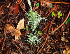 Lichen