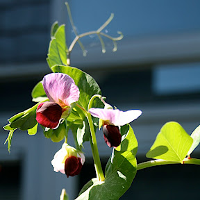 fleur de haricots mange-tout