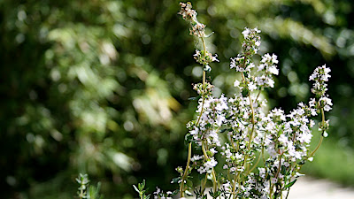 fleur de thym