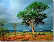 African_Landscape,_Kruger_National_Park