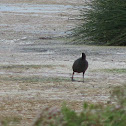 Hawaiian Coot