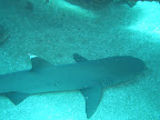  underwater