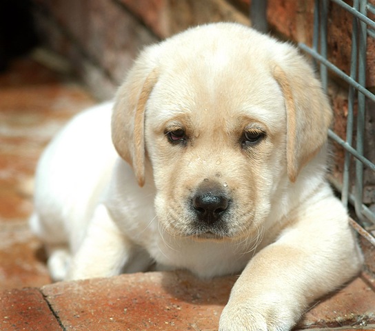 [chennai labrador puppy[2].jpg]