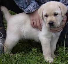 [labrador puppies in chennai[2].jpg]