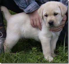 labrador puppies in chennai