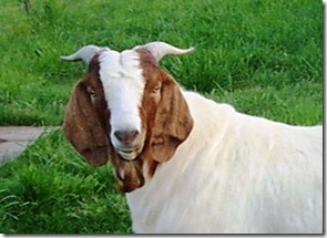 goat2 goat milk