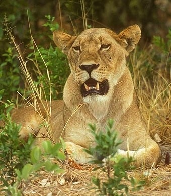 [lioness.QE.uganda[7].jpg]