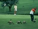 [golf course geese[3].jpg]