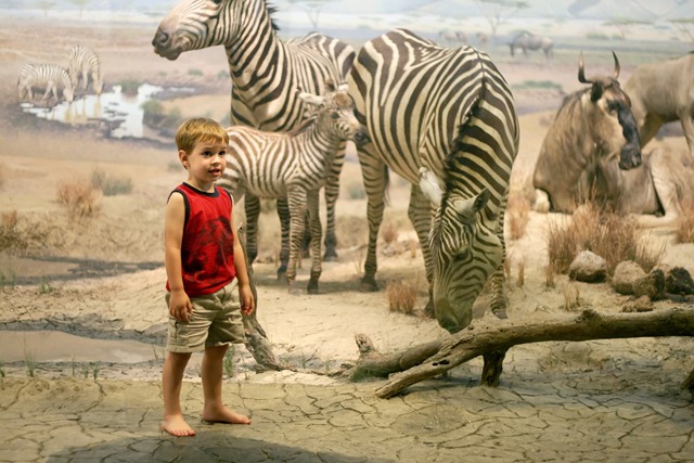 [natural history museum miles zebras[2].jpg]
