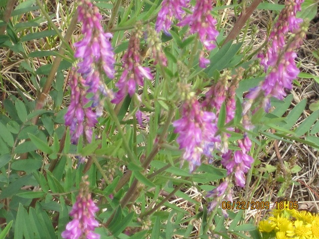 [IMG_11622.jpg]