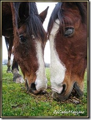 dois cavalos